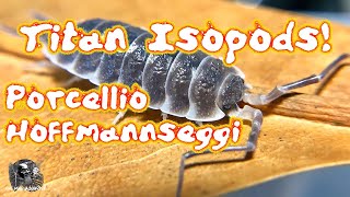 The Titan or King Isopod: Porcellio hoffmannseggi a most amazing and impressive terrestrial isopod.