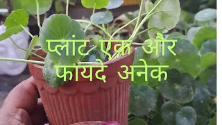 How to Propagate  Coin plant in water ,Grow soil  mix ! Dollar plant l pennywort plant Care