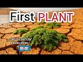 The First Plants: How Tiny Pioneers Created Earth's First Soil and Oxygen