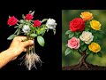 Growing Mango Tree Branch From Cutting Very Easily In Water../ Using Mango Roots Hormone