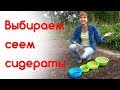 Сидераты. Когда, какие сажать? Плюсы, минусы