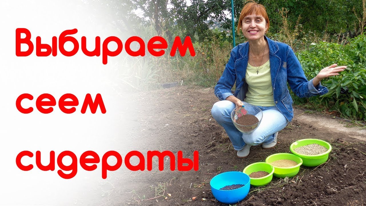 Сидераты. Когда, какие сажать? Плюсы, минусы