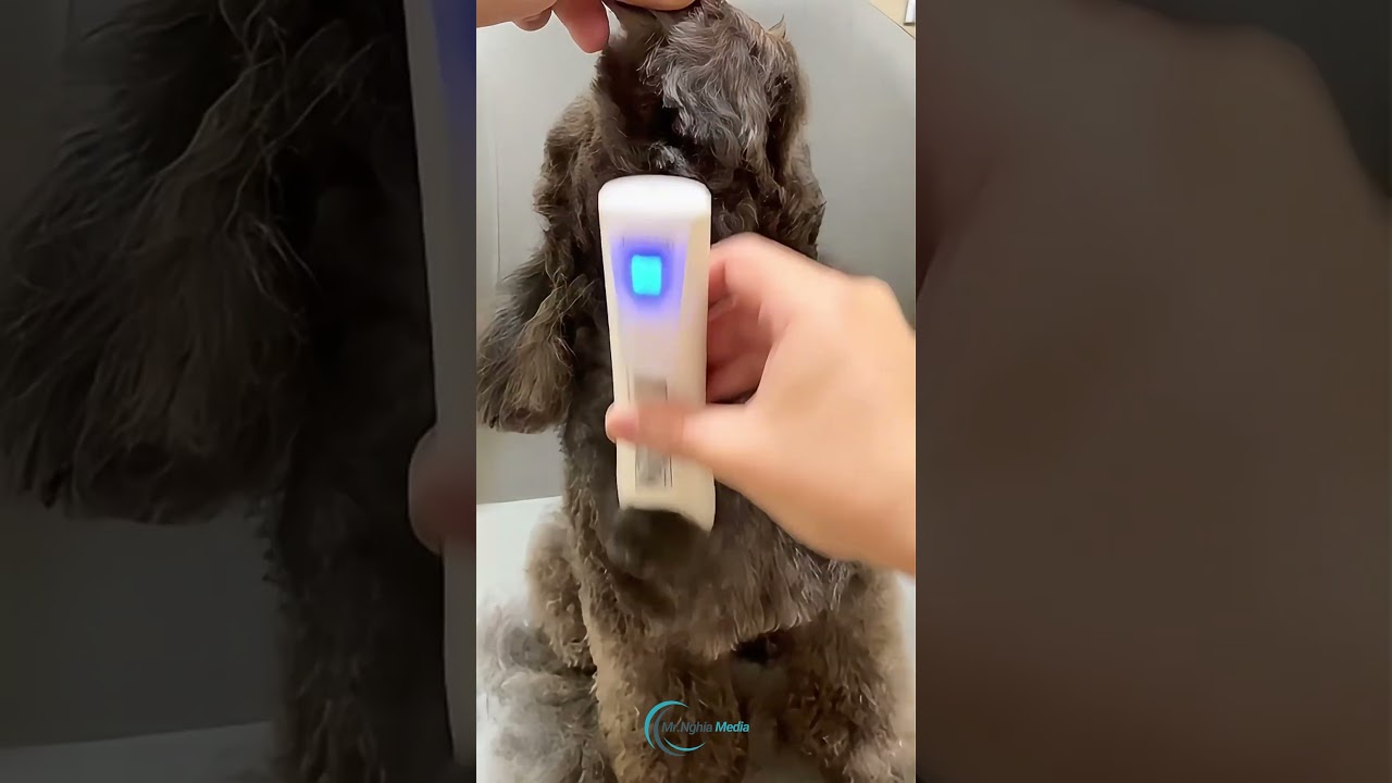 The Surprising Truth About Poodle Grooming Nobody Tells You