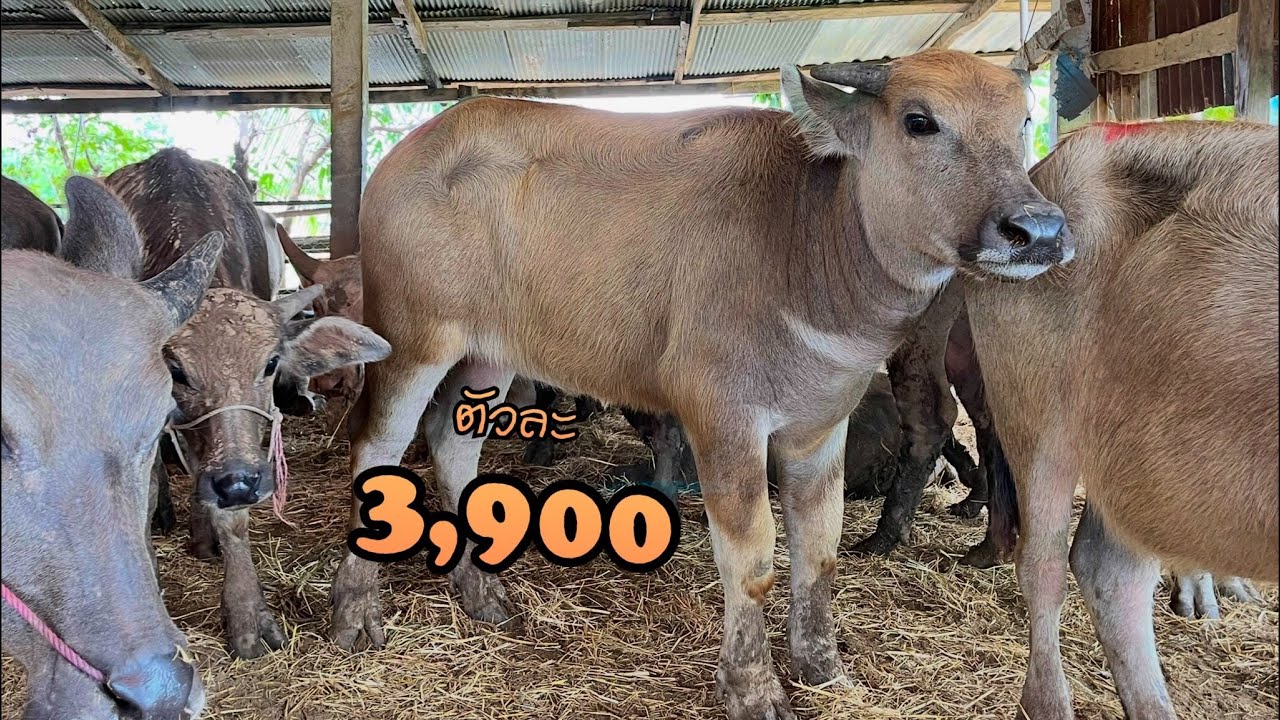 ทีเด็ดราคาหลักพัน‼️ลูกช้างอุดร,ลูกเบิ้มพันล้าน,ลูกเจ้าไมค์ เลี้ยงไปมีกำไรแน่นอน 080-416-5169ครูต้น