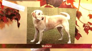 Rascal Book Trailer