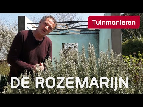 Video: Rozemarijn snoeien - Hoe een rozemarijnstruik te snoeien