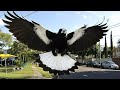 Magpie swooping season compilation