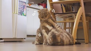 Cats Brawl While Arguing Loudly (Warning: Cute)