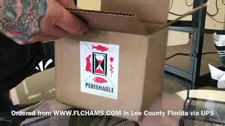 BOX OPENING OF MALE AMBILOBE PANTHER CHAMELEON