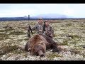 Brown Bear: The Ultimate Predator- Winchester Deadly Passion Full Episode