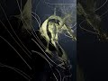 Vapors of consciousness