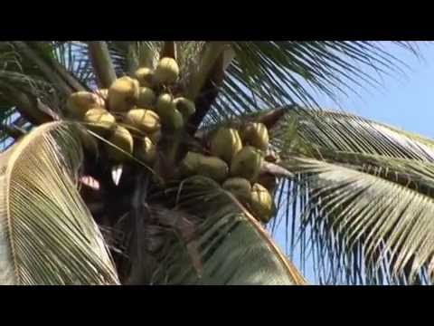 La Palmera el árbol de la vida -  La Fruta de la Vida - Publicado por Portal de Armeria com