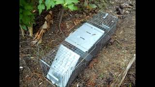 I recorded some videos of trapping nuisance pests around the garden. The armadillos were destroying my flower bed. No,the trap 