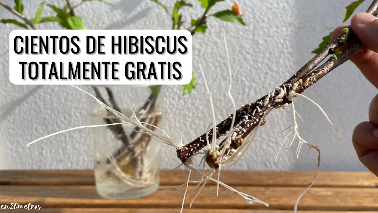 CIENTOS DE HIBISCUS GRATIS reproduce esquejes de hibisco en un mes