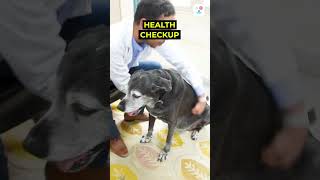 Best At Home Veterinary Services in Delhi/NCR #dogshorts #veterinary #petlover