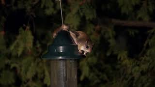 Flying Squirrels