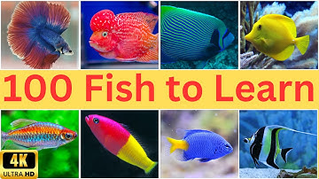 Discover the Fascinating World of 100 Fish Species  | 100 Fish Names