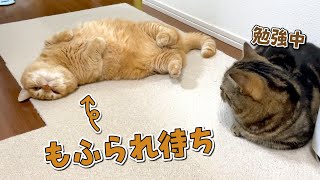 甘えん坊モードの愛猫をスルーした結果が可愛すぎた…！ by 短足マンチカンのプリンとメル 45,788 views 3 weeks ago 5 minutes, 18 seconds