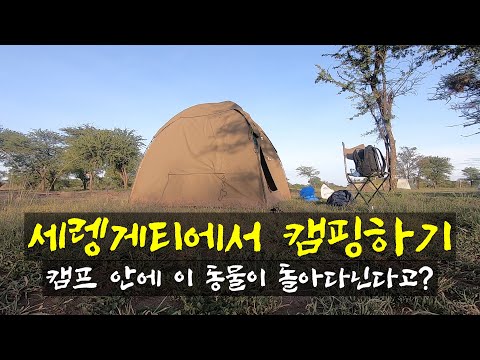 세렝게티에서 텐트치고 자면 무슨 동물들을 볼 수 있을까? - [113]