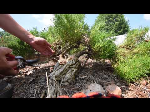 How to prune Woody Herbs - Santolina virens , Lavender Cotton