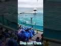 ララちゃんと丸太乗り~😍 #Shorts #鴨川シーワールド #シャチパフォーマンス #kamogawaseaworld #シャチショー