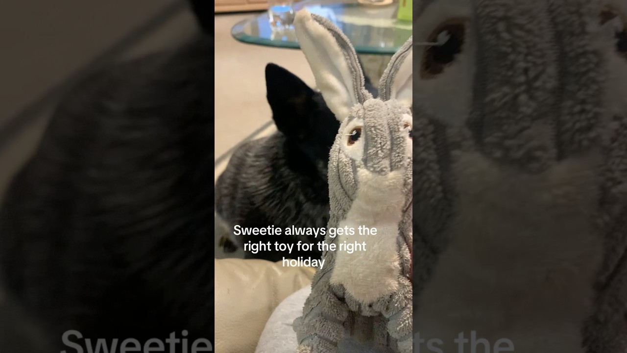 Sweetie got her bunny out on Easter! 