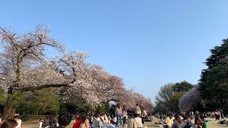 Ohanami @ Shinjuku Gyoen 🌸 best cherry blossom viewing spot in Tokyo!