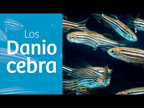 Video: Danio Malabar: reproducción, cuidados, cría y reglas para la cría de peces