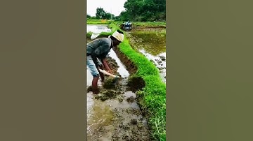 the process of hoeing the rice field soil before planting #shorts