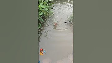 Câu cá rô phi Khủng  #fishing #fish #fishingvideo  #cauca