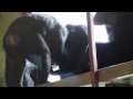 Chimps play while alpha supervises Chimps play while alpha supervises