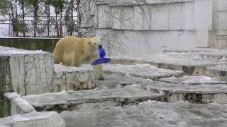 雪の中で楽しく遊ぶホッキョクグマ親子
