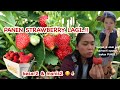 PANEN STRAWBERRY LAGI..!!! REJEKI BAH DAPAT 1 BOX GRATIS😍