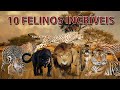 10 FELINOS INCRÍVEIS