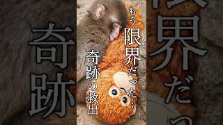 独りだと思ってた…　 #がんばれパンチ #monkey #パンチくん #市川市動植物園