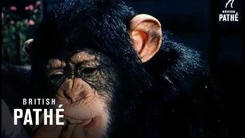 Baby Animals Beware - Other Colour Pics Share This Title (1961)