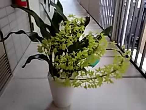摂津市 千里丘のお花屋さんfleur De Juju ジュジュ 今日の花鉢 グラマトフィラム Youtube