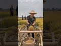 🌾🧺 Manual Rice Threshing Using a Simple Bamboo Frame