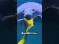 マナティーに触ってはいけないワケ