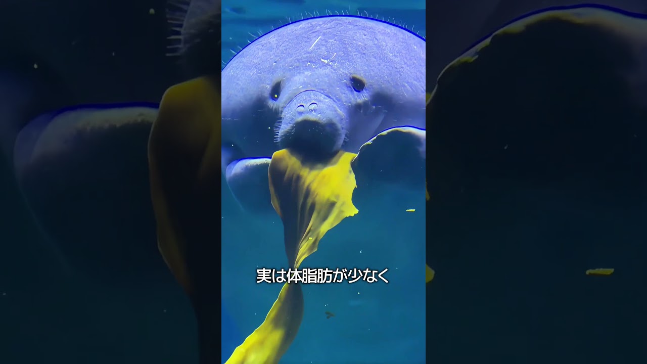 マナティーに触ってはいけないワケ