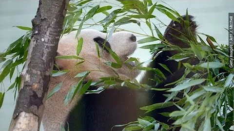 The Puzzling Relationship Between Pandas And Bamboo - DayDayNews