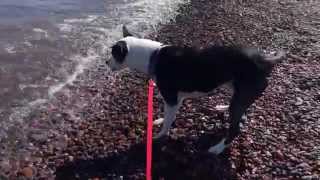Barking at Waves