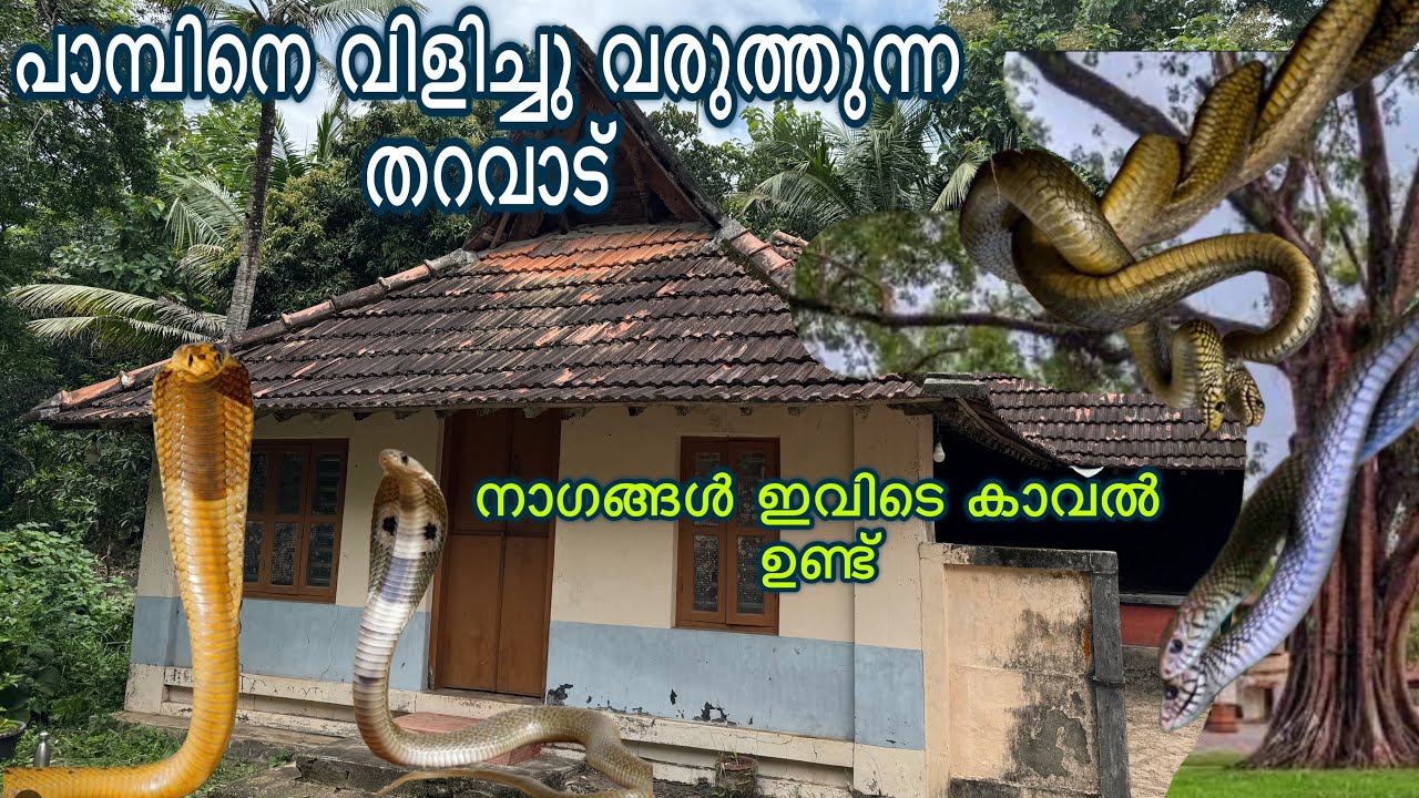 ഏത് കൊടിയ വിഷവും ഇവിടുന്നു പടിയിറങ്ങിയിരുന്നു ഈ തറവാട്ടിൽ ഇപ്പോഴും നാഗം ഉണ്ട്