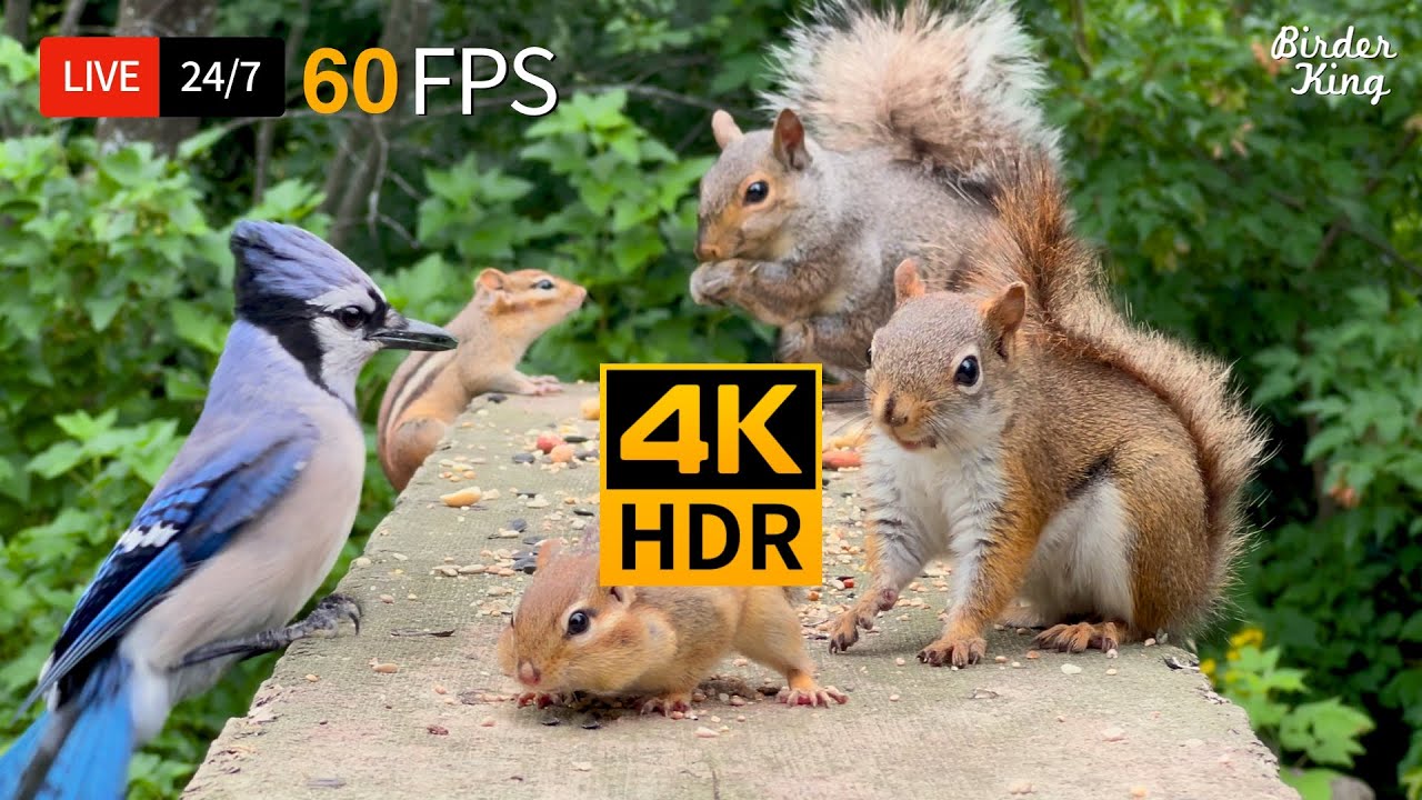 🔴 24/7 LIVE: Cat TV Birds 😺 Bouncy chipmunks, Squirrels, and Birds 🐦 4K Cat Games