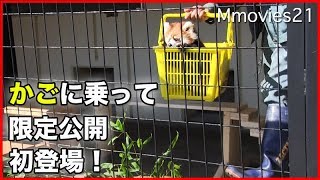 レッサーパンダの赤ちゃん限定公開　キンの赤ちゃんかごに乗って登場