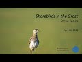 Shorebirds in the grass  steve jones april 2022