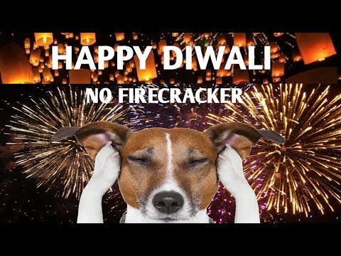 Dont abuse animal in this DIWALI II ANIMAL COLONY