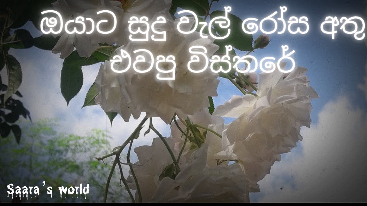 දෙනවා කිව්වා කියපු විදියටම දුන්නා 🤍#gardendecor #mygarden #flowers 