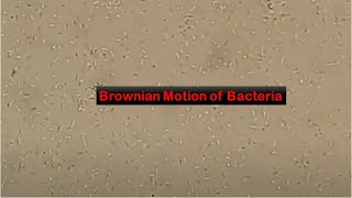 Brownian motion of Bacteria