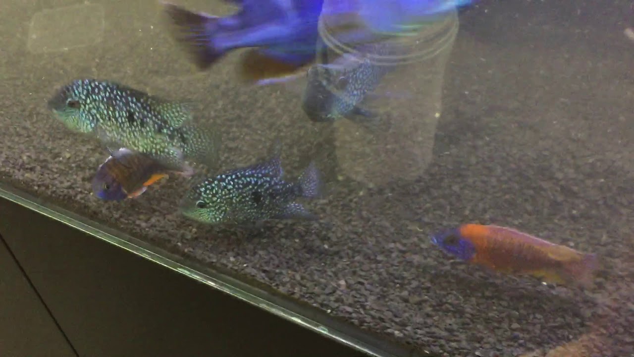 Mixing American and African Cichlids
